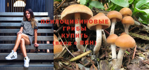 крисы Абаза
